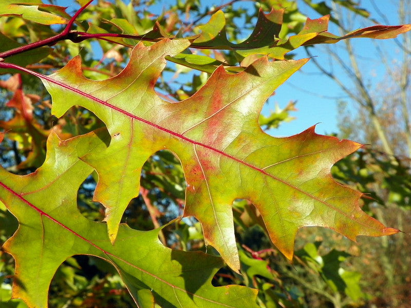 red oak house plant #7 Quercus rubra/ Northern Red Oak Native (TN)