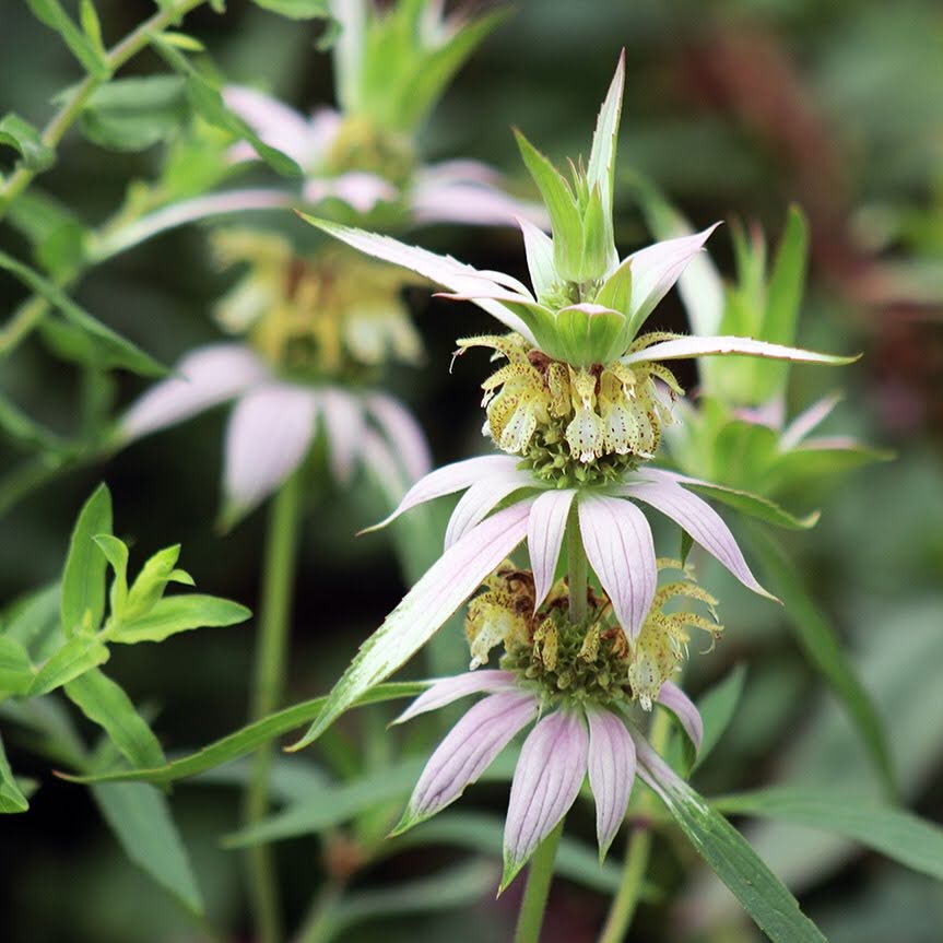 Monarda punctata / Spotted Beebalm
