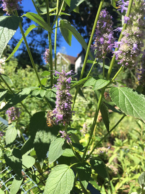 Agastache ‘Blue Fortune’ / Anise Hyssop