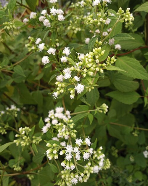 white snakeroot ageratina altissima Ageratina altissima / White Snakeroot – One Nature Plant Nursery