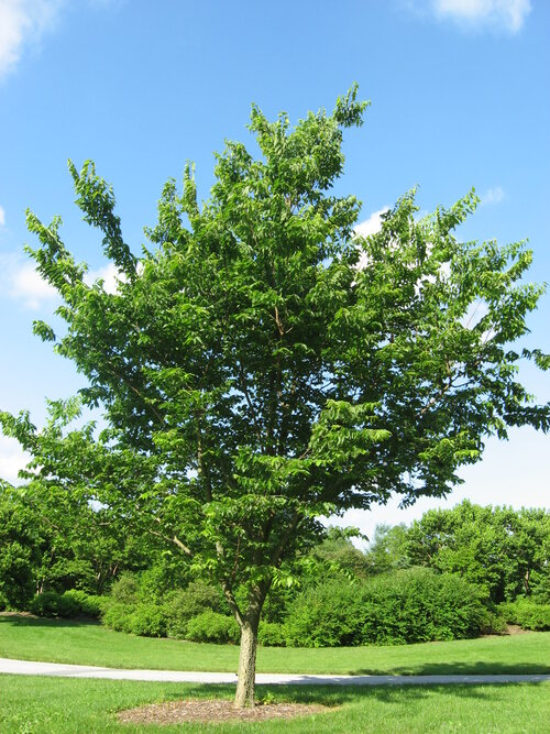 Celtis occidentalis / Hackberry
