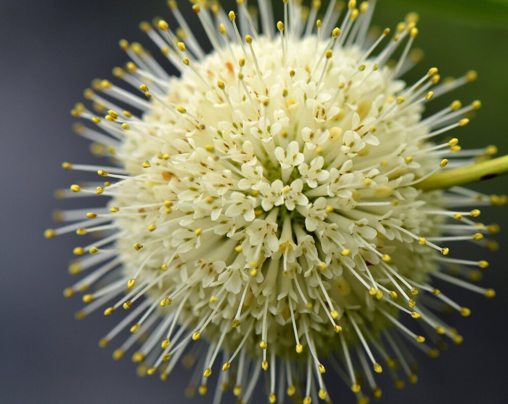 Cephalanthus occidentalis / Buttonbush