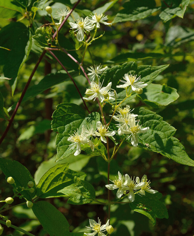 Clematis virginiana / Virgin's Bower