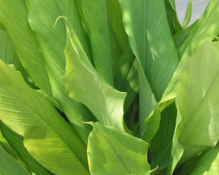 Curcuma longa / Turmeric