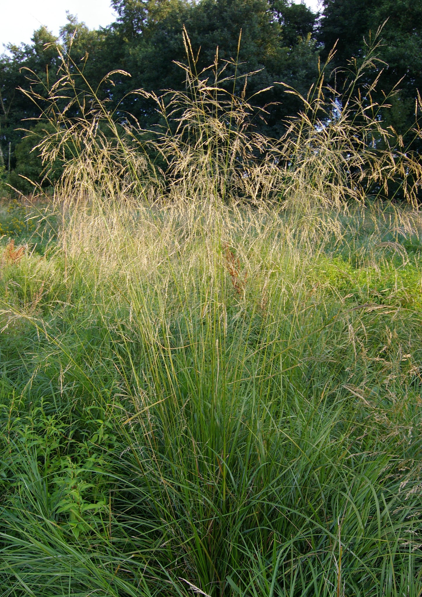 Deschampsia cespitosa / Tufted Hair Grass