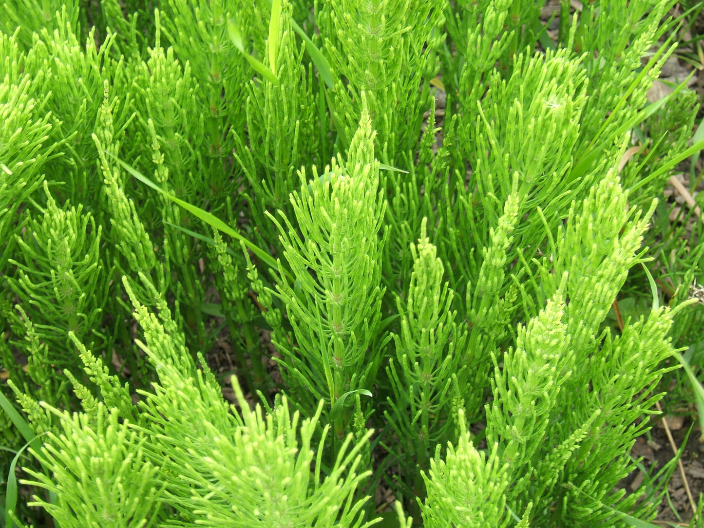 Equisetum hyemale / Scouring Rush Horsetail