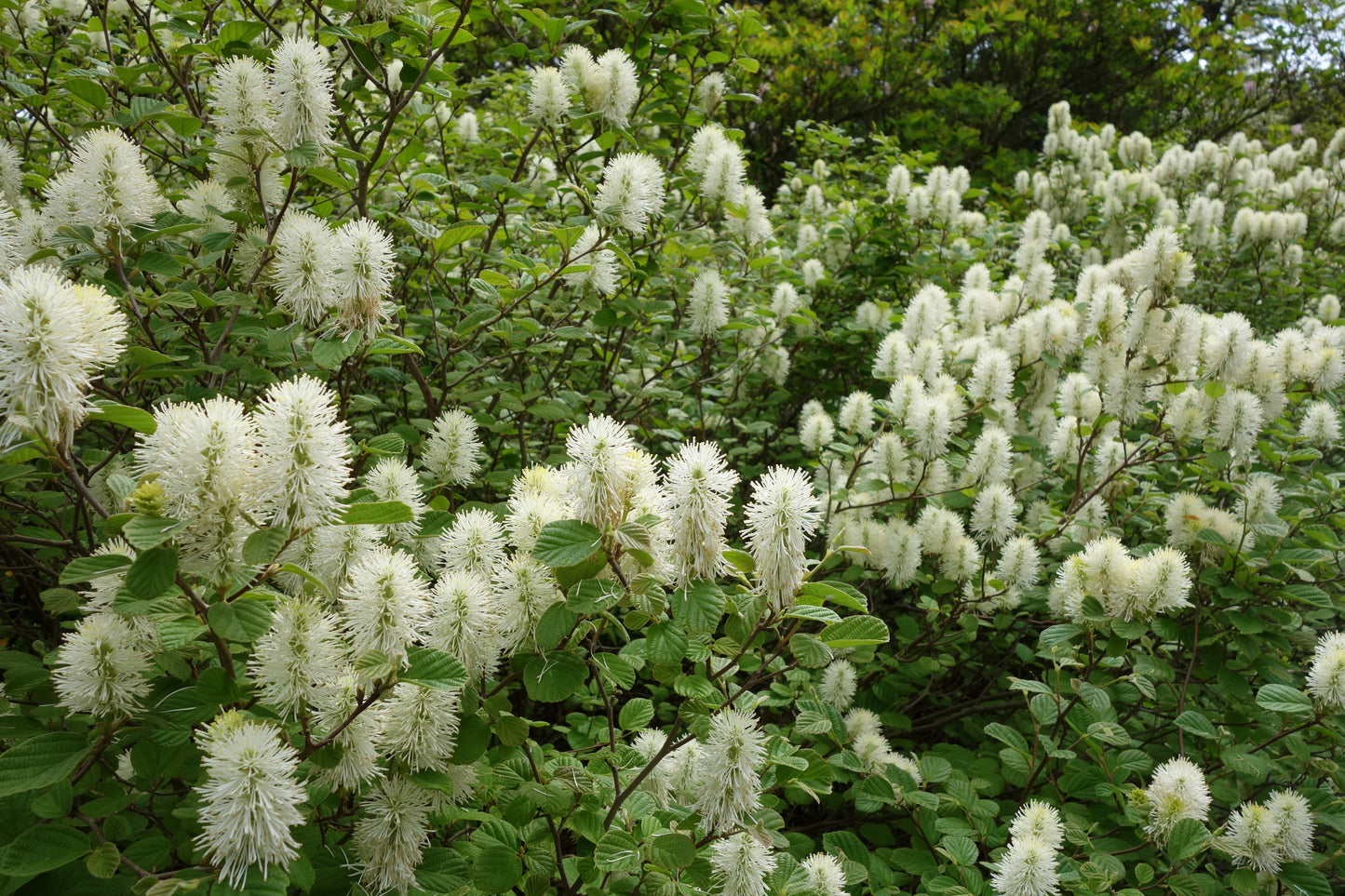 Fothergilla gardenii / Dwarf Fothergilla