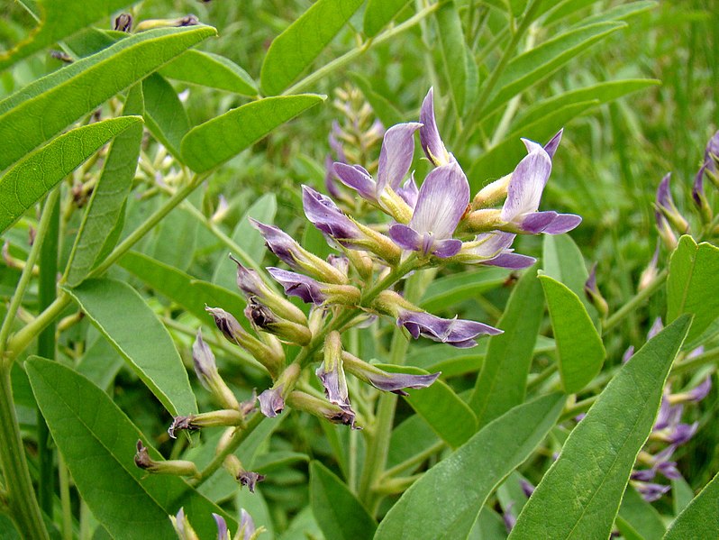 Glycyrrhiza glabra / Licorice