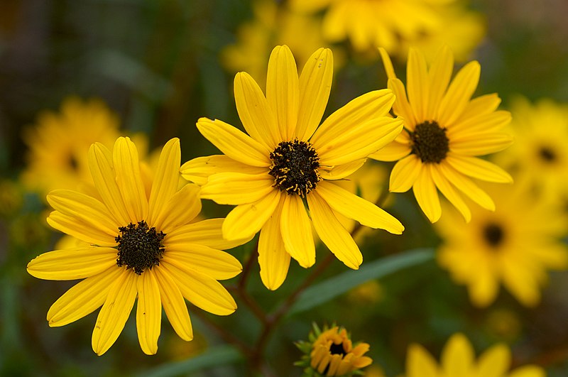 Helianthus angustifolius / Swamp sunflower