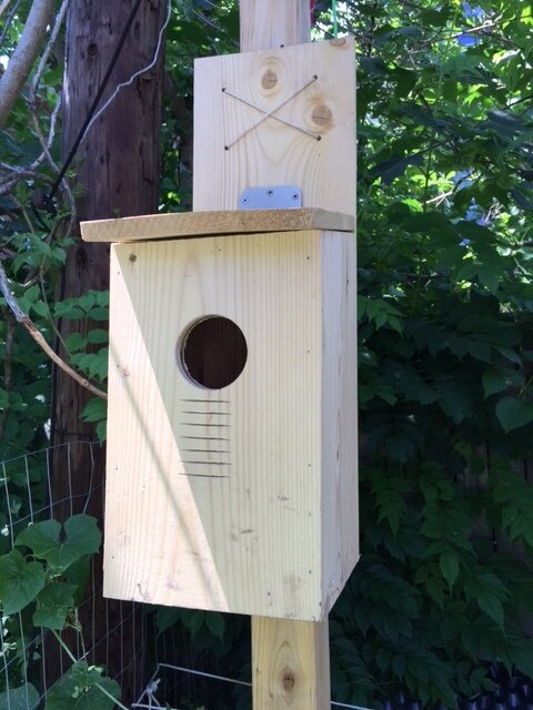 Screech Owl Bird Box