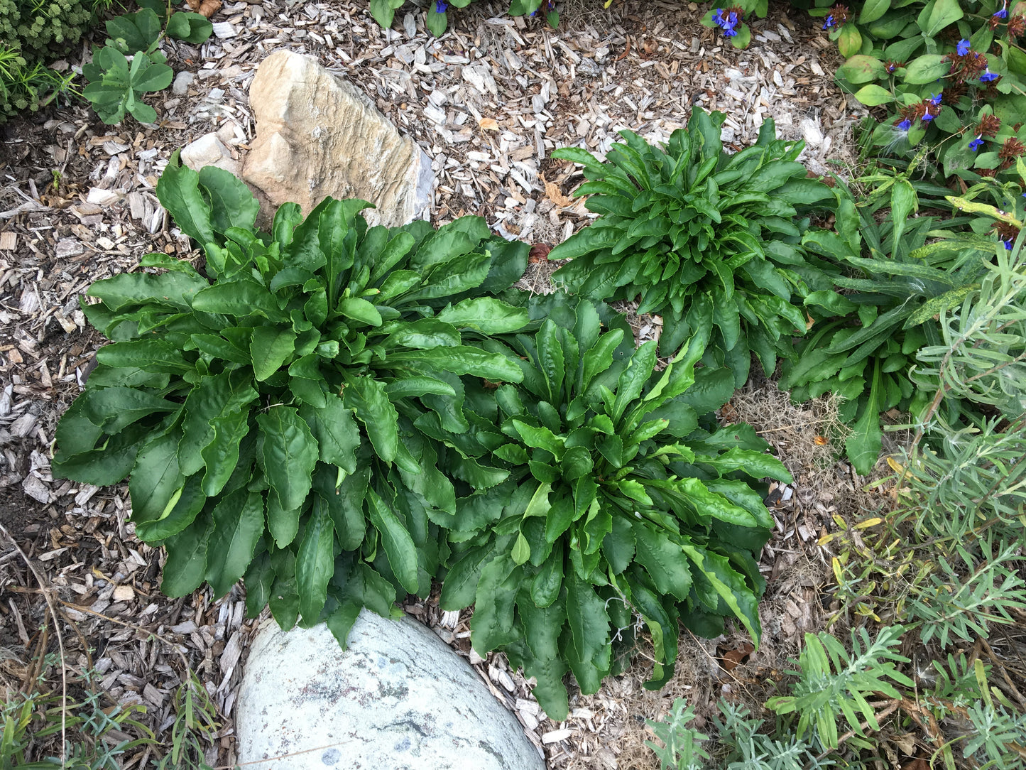Penstemon hirsutus / Hairy Beardtongue