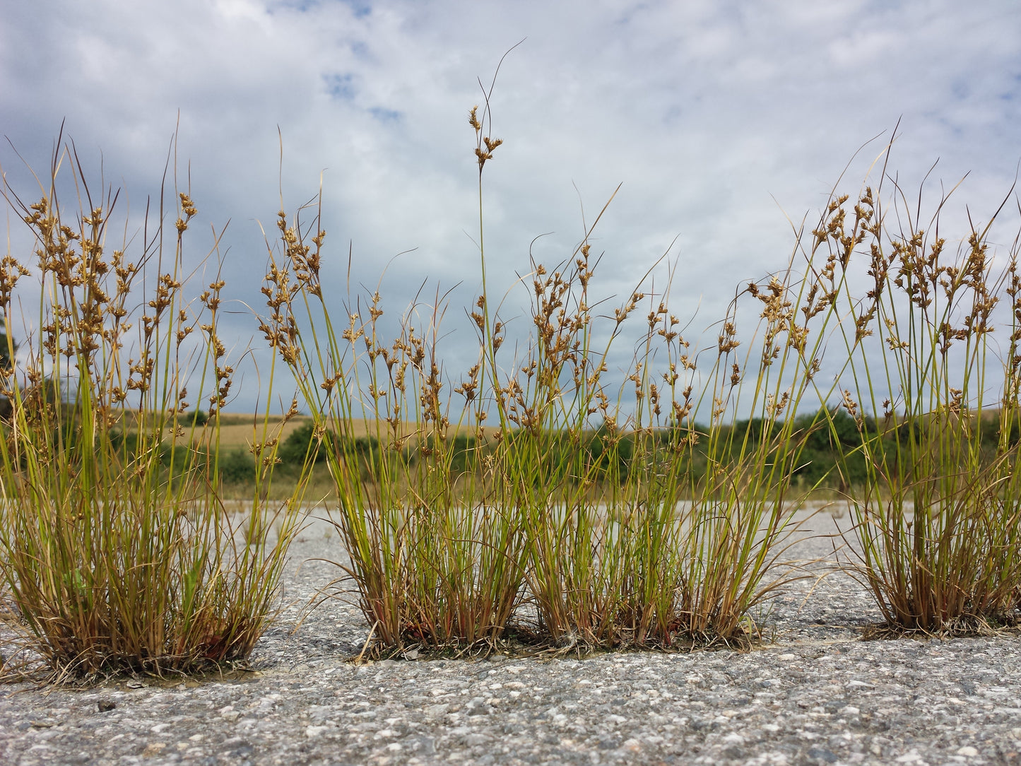 Juncus tenuis / Path Rush