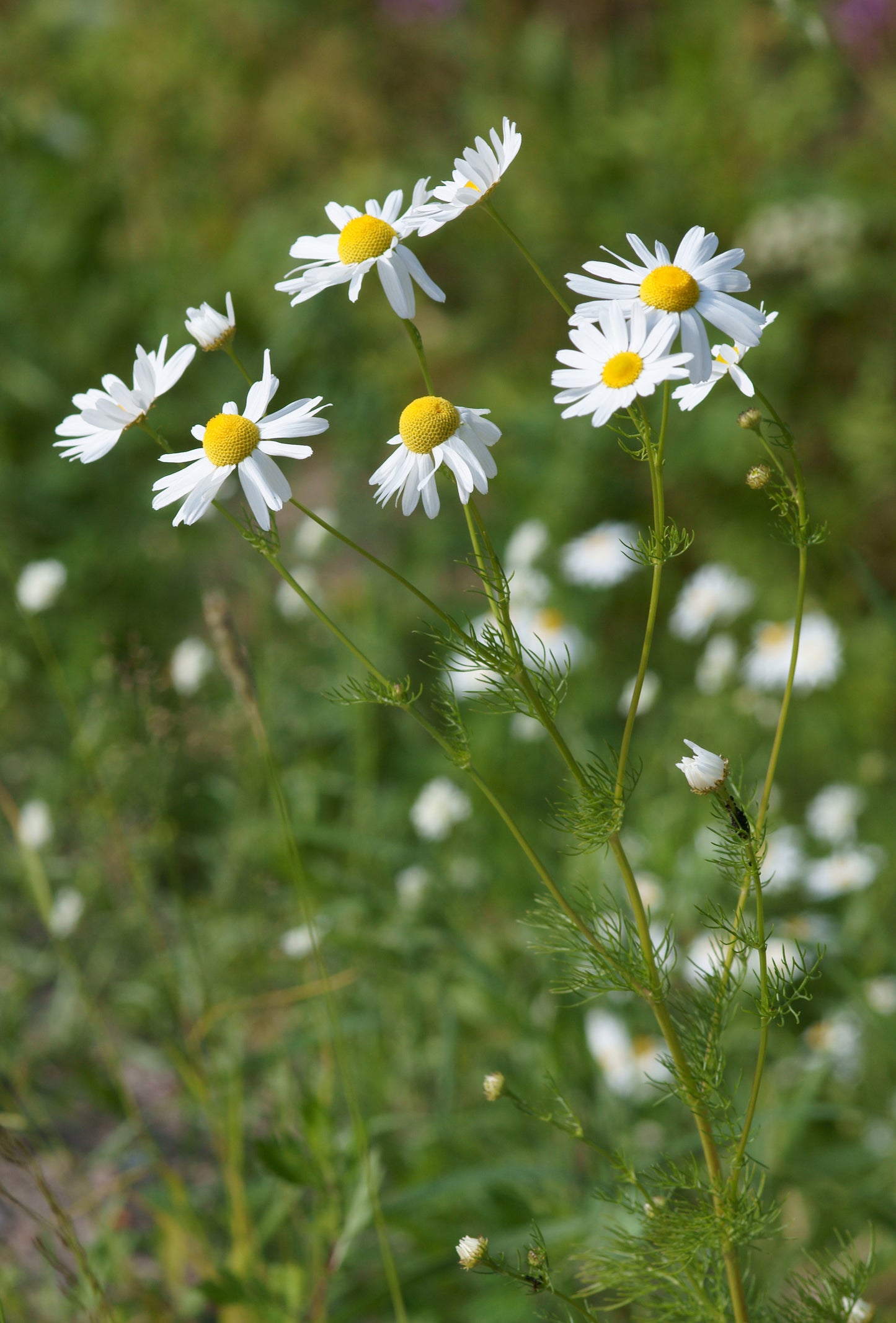 Matricaria recutita / German chamomile