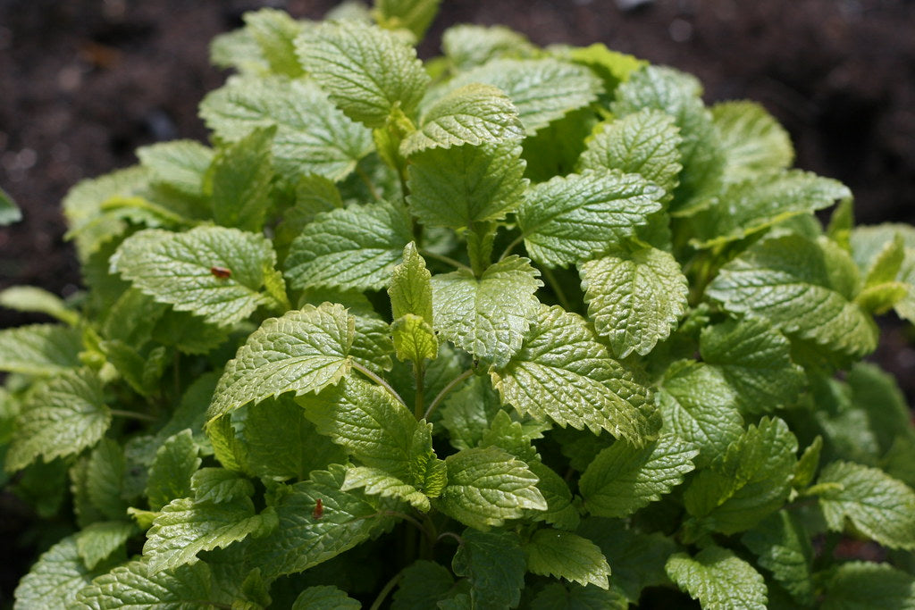 Mentha piperita / Peppermint