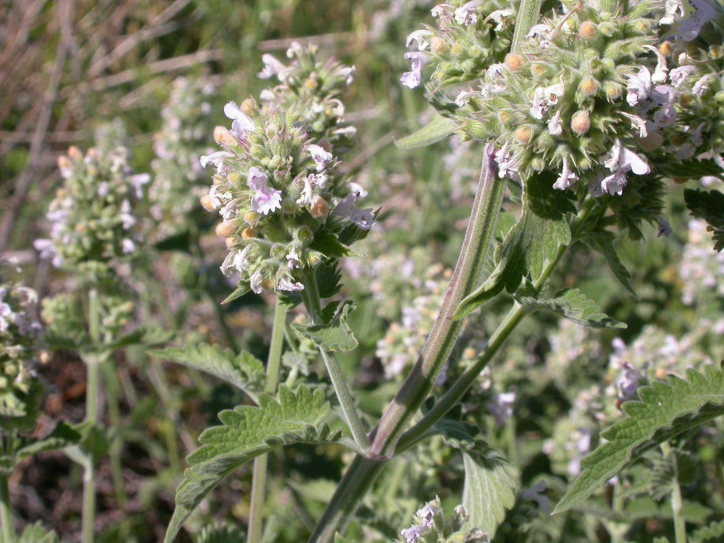 Nepeta cataria var. citriodora / Lemon Catmint