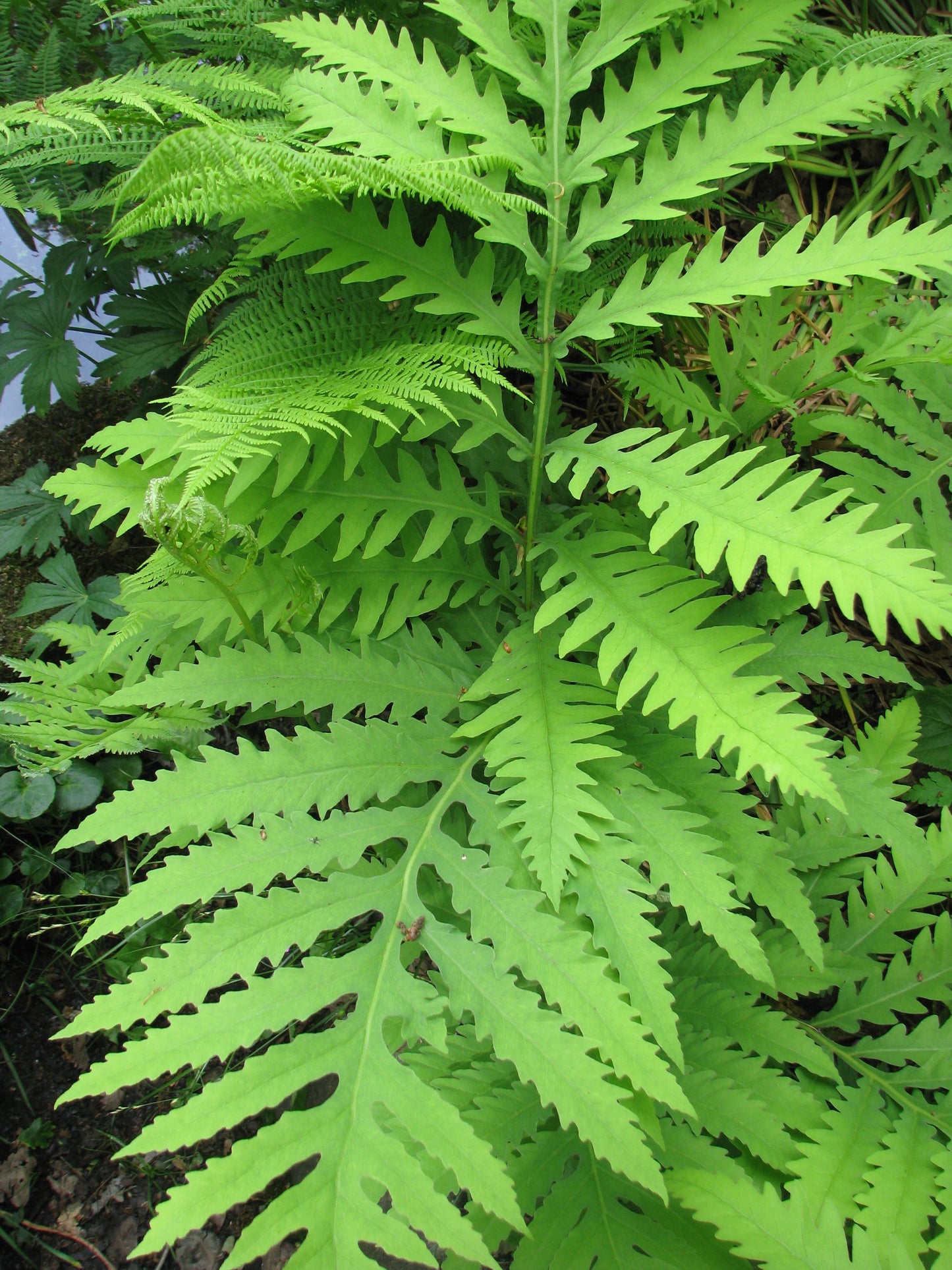 Onoclea sensibilis / Sensitive Fern