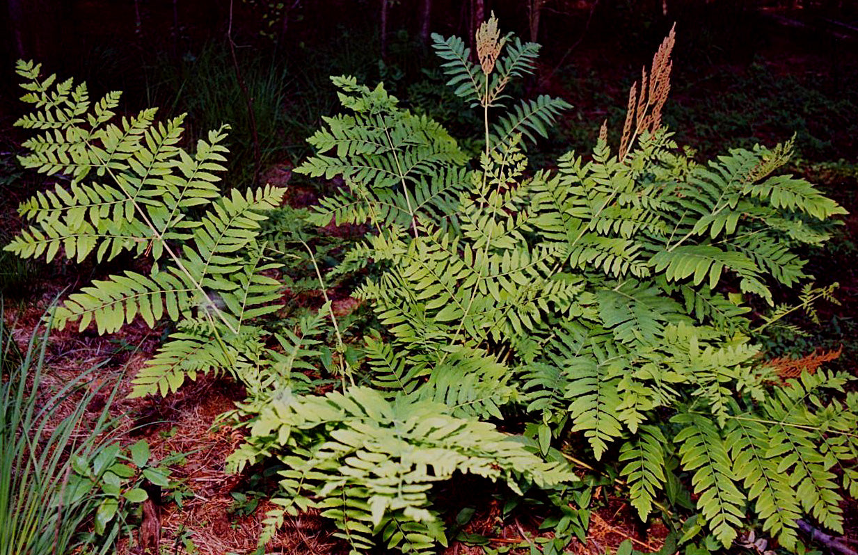 Osmunda regalis / Royal Fern
