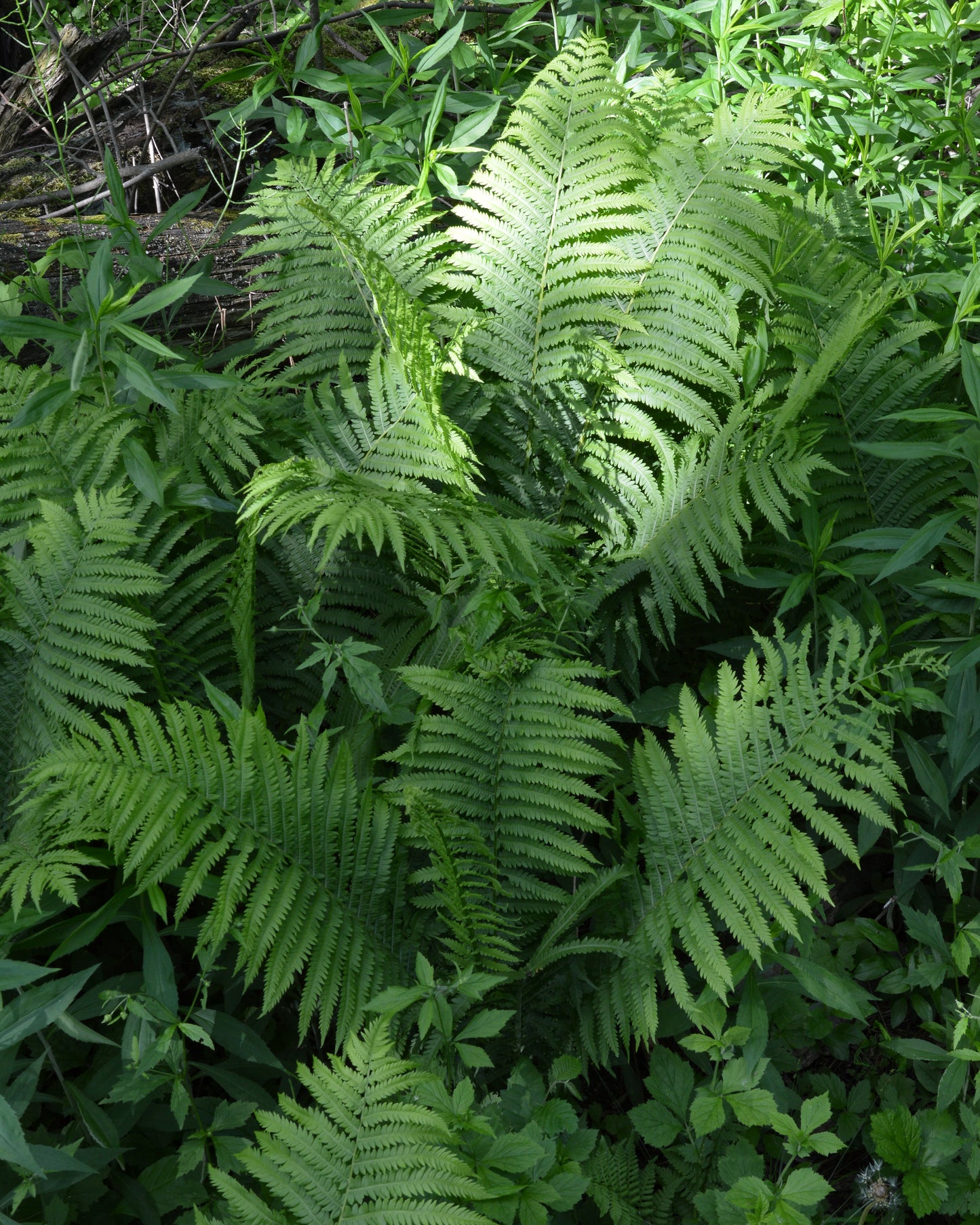 Matteuccia struthiopteris / Ostrich Fern