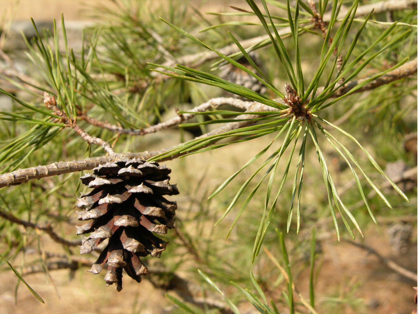 Pinus virginiana / Virginia Pine