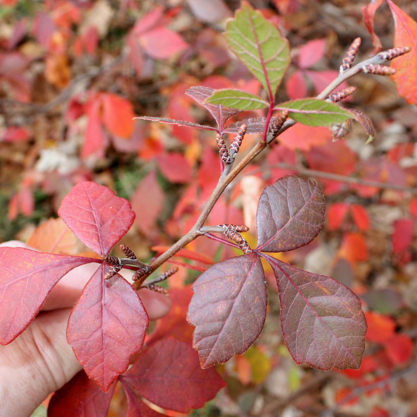 Rhus aromatica 'Gro-Low' / Fragrant Sumac