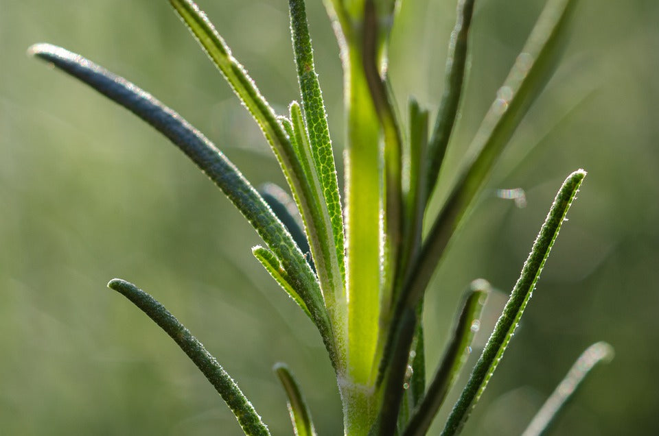 Salvia rosmarinus 'ARP' / Rosemary