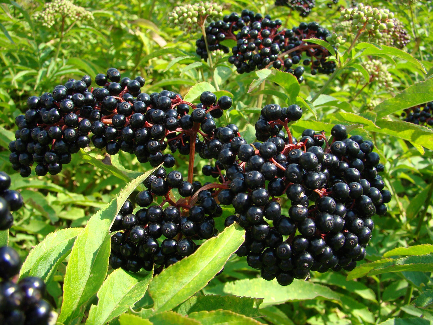 Sambucus canadensis / 'Adams No. 1' Elderberry