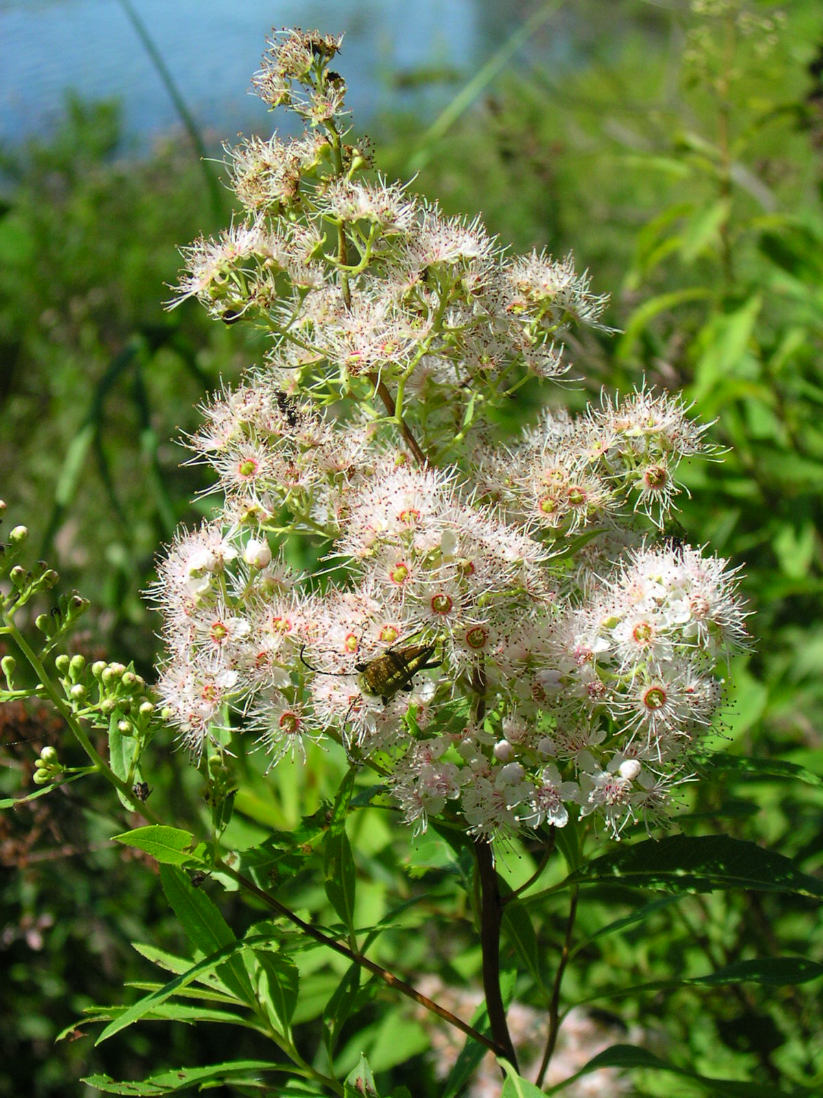 Spiraea alba / White Meadowsweet