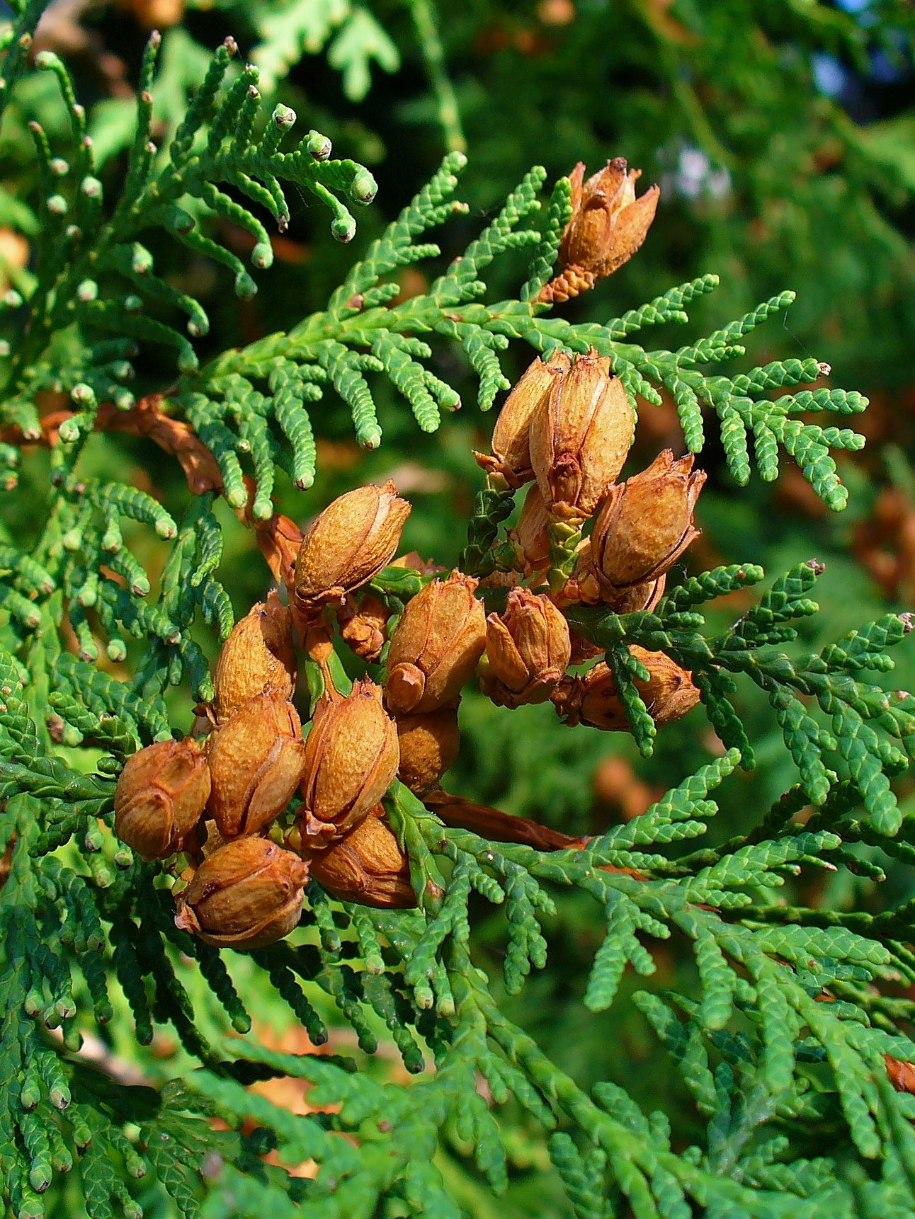 thuja plant seeds Thuja occidentalis / Northern White Cedar
