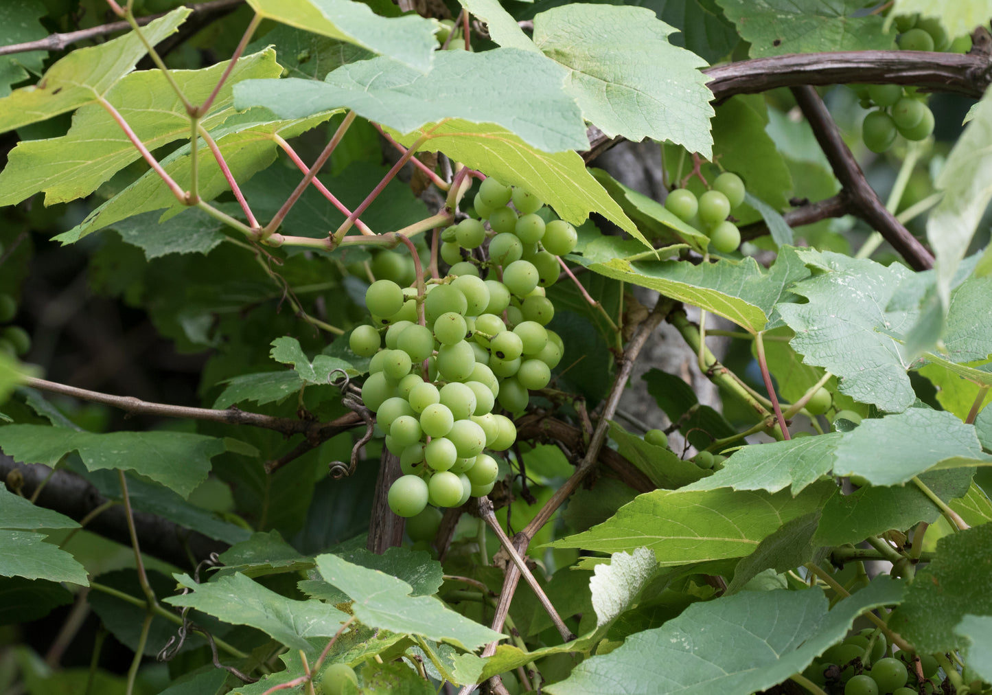 Vitis sp. 'Himrod' / Seedless Green Grape