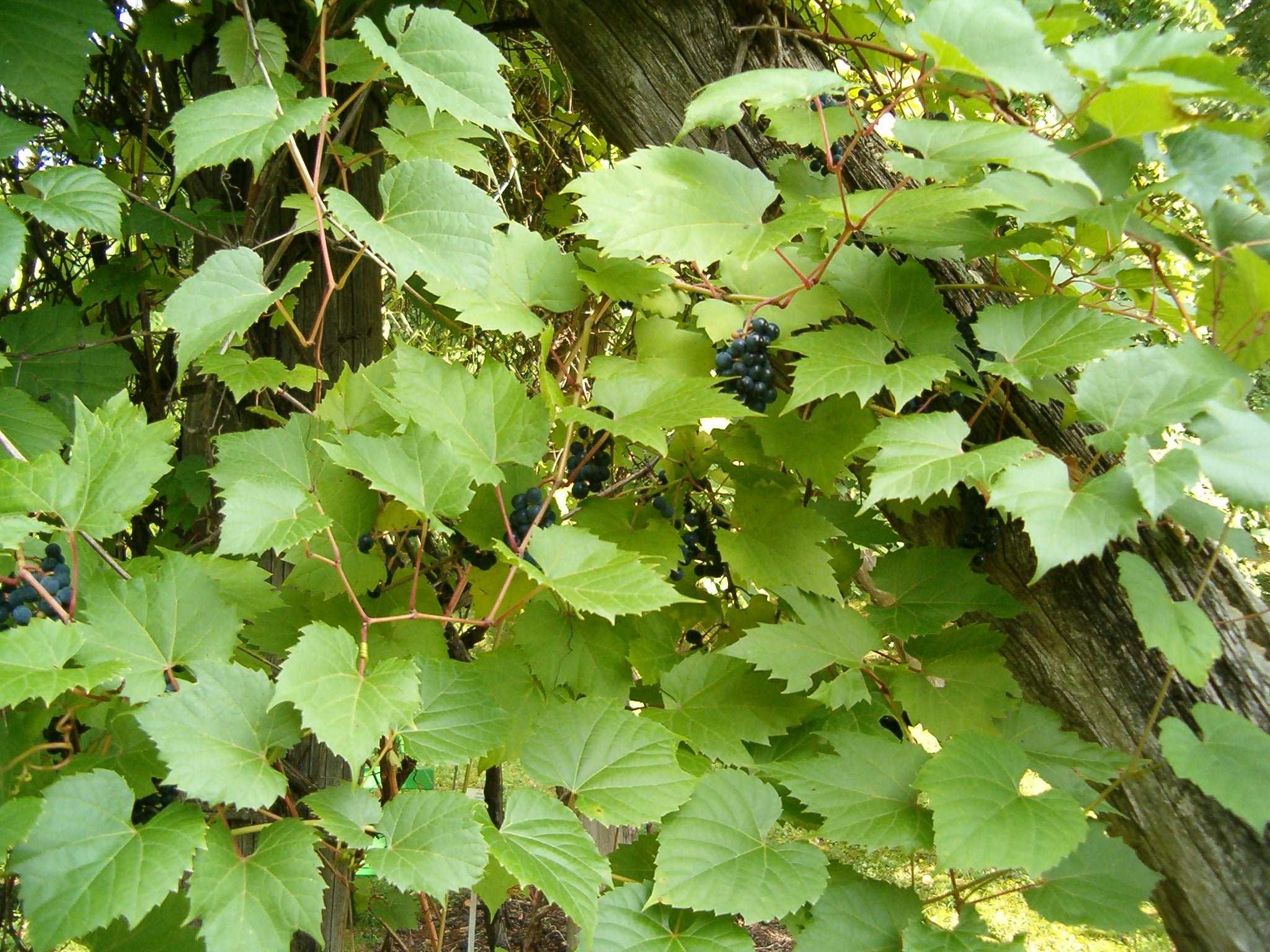 wild grape succulent Vitis riparia / Wild Grape