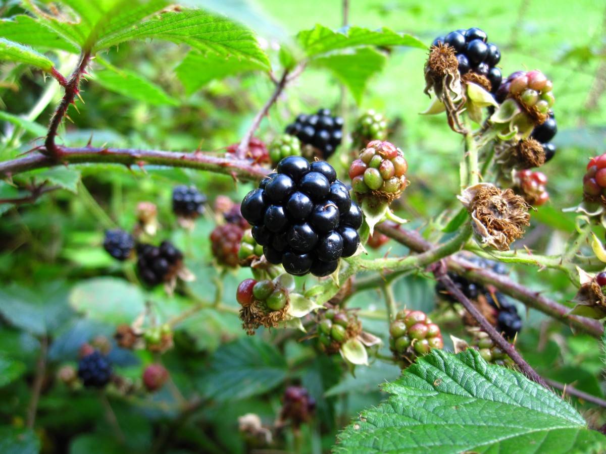 Rubus sp. 'Darrow' / Blackberry