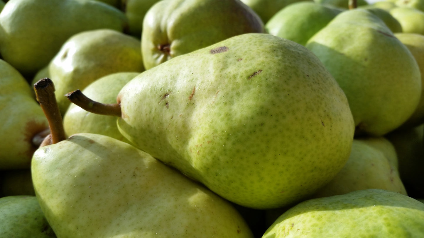 Pyrus communis / Pear - Bartlett