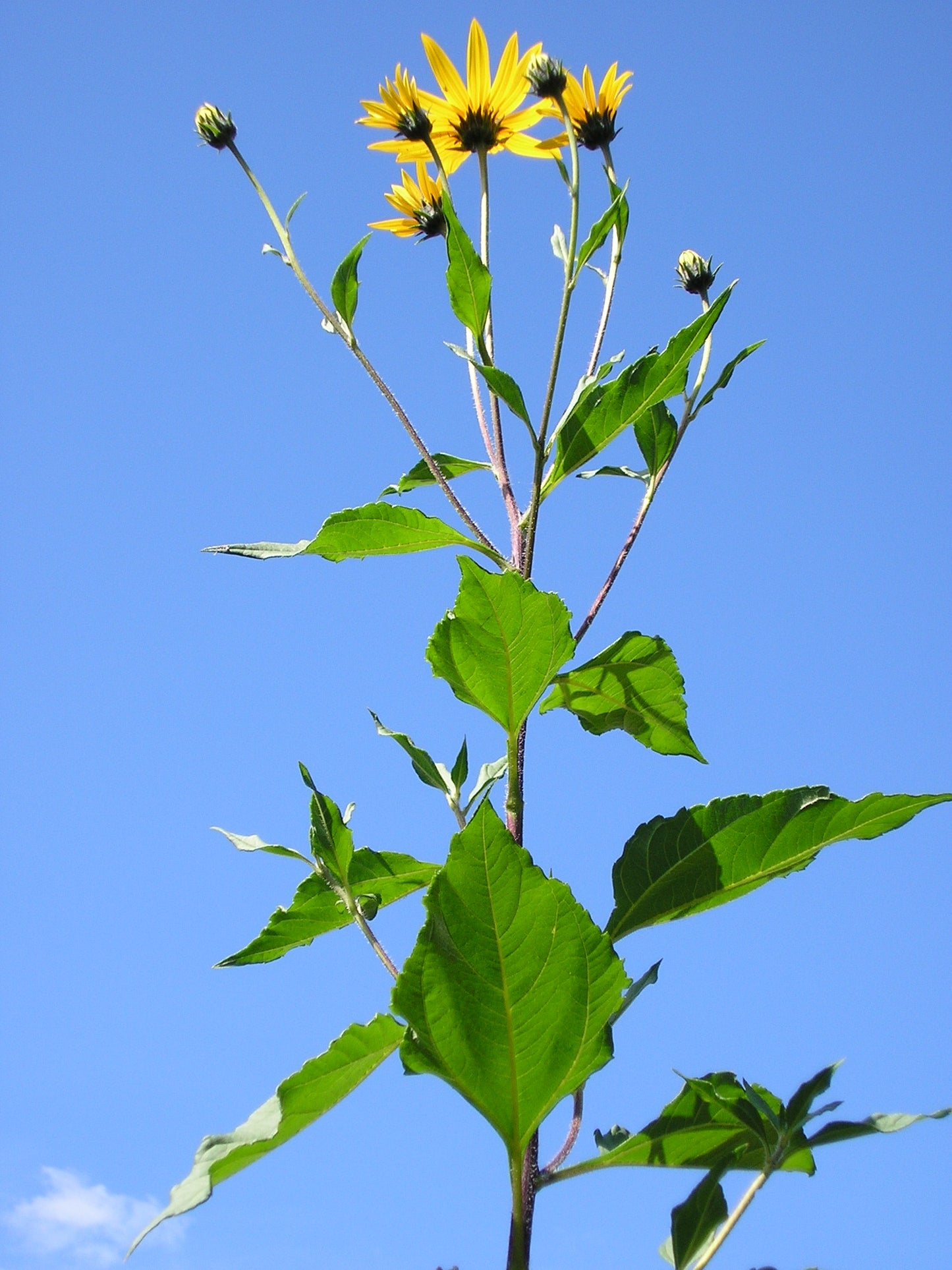 Helianthus tuberosus / Jerusalem Artichoke