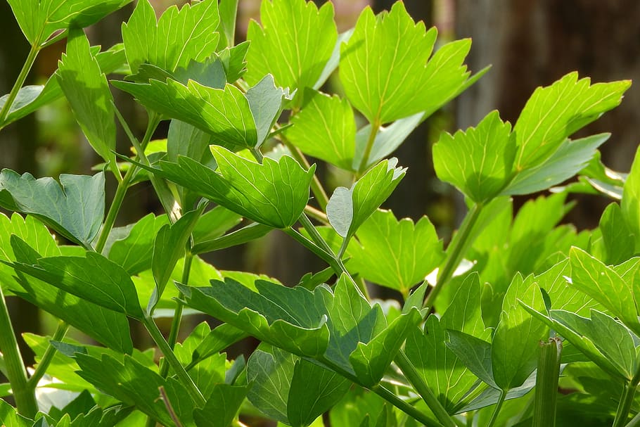 Levisticum officinale / Lovage