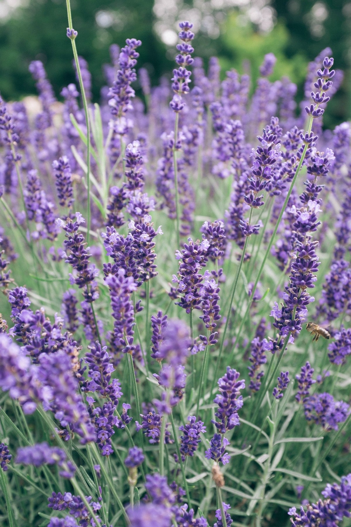 Lavandula angustifolia / 'Munstead' Lavendar