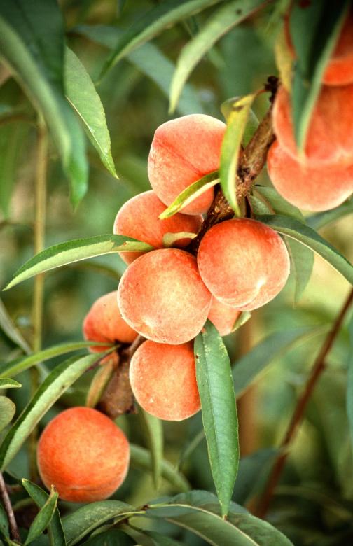 Prunus persica / 'Redhaven' Peach