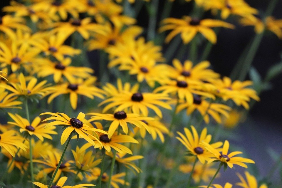 Rudbeckia hirta / Black-Eyed Susan