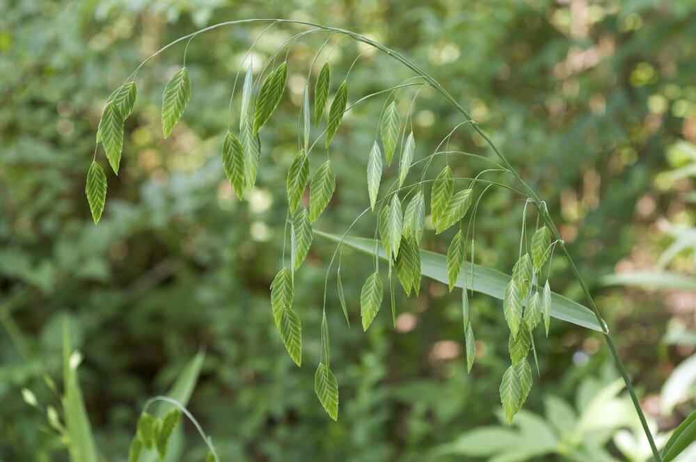 Chasmanthium latifolium / Northern Sea Oats