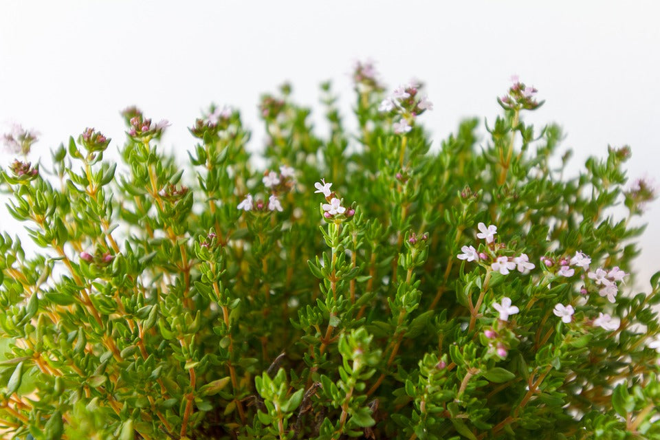 Thymus vulgaris 'Spicy Orange' / Thyme