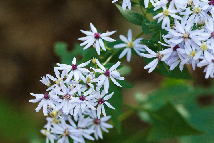 Eurybia divaricatus 'Eastern Star' / White Wood Aster