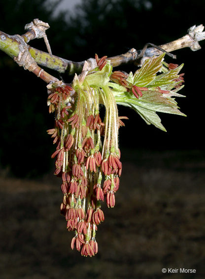 Acer negundo / Boxelder Maple