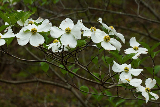 Cornus x 'Aurora' / Flowering Dogwood