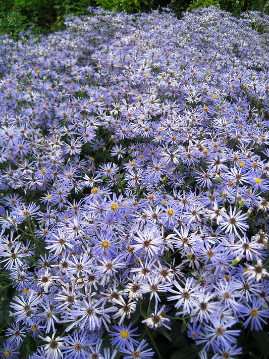 Aster herveyi / Hervey's Aster