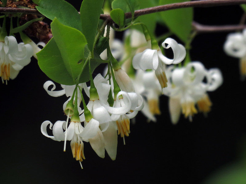 Styrax americanus / American Snowbell