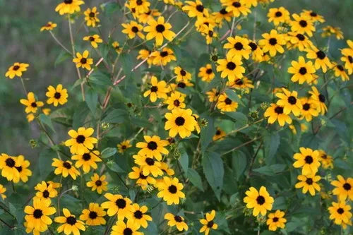 Rudbeckia triloba / Brown-eyed Susan