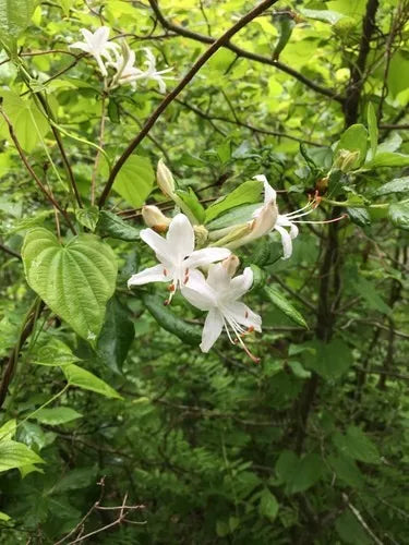 Rhododendron viscosum / Swamp Azalea