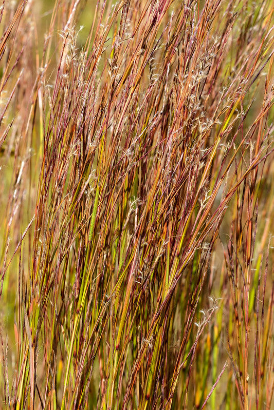 Schizachyrium scoparium / Little Bluestem 'Standing Ovation'