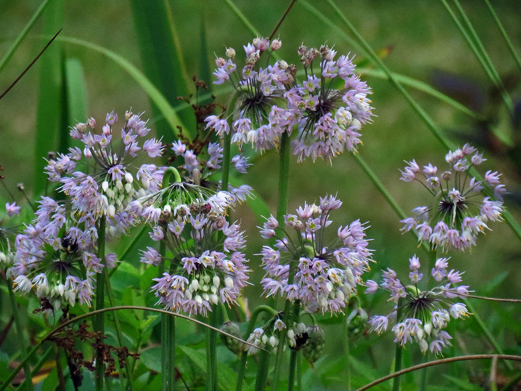 Allium cernuum / Nodding Onion