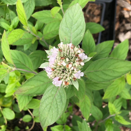 Pycnanthemum incanum / Hoary Mountain Mint