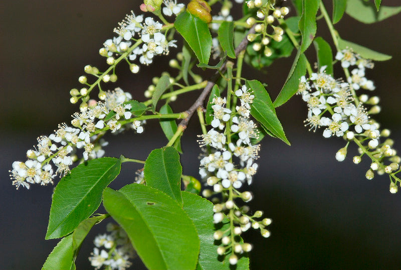 Prunus serotina / Black Cherry